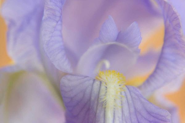 Close-up of iris blossom